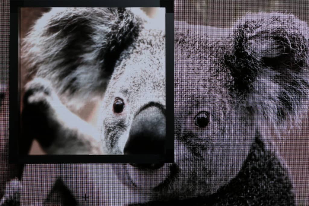 StewartFilmscreen_FIDELEDY Vision 40-Koala